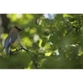 thumbnail image 1 of Cedar Waxwing Bombycilla Cedrorum On A Tree Branch - Calgary, Alberta, Canada Poster Print, 40 x 26 - Large, 1 of 1