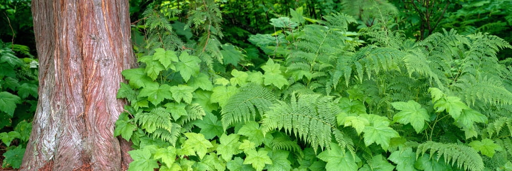 Cedar tree trunk and ferns in a forest Kaslo British Columbia Canada Canvas Art - Panoramic Images (6 x 18)