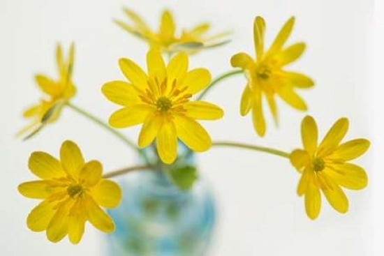 Celandine Bouquet Canvas Art - Cora Niele (12 x 18)