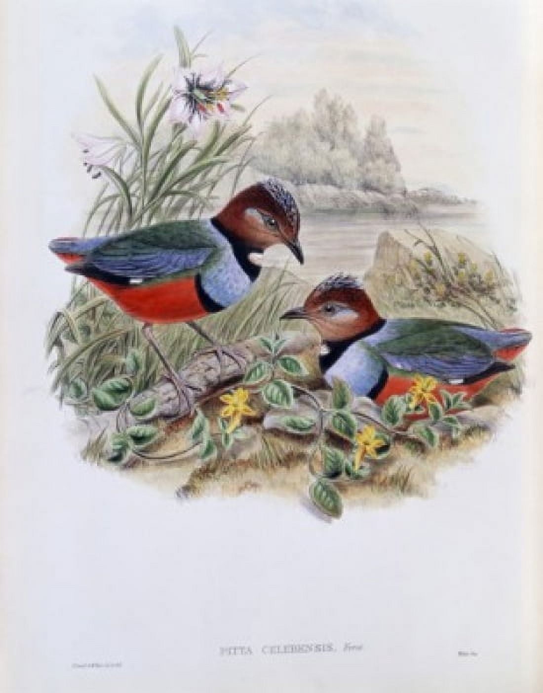 Celebean Pitta John Gould (1804-1881 British) Canvas Art - John Gould (18 x 24)