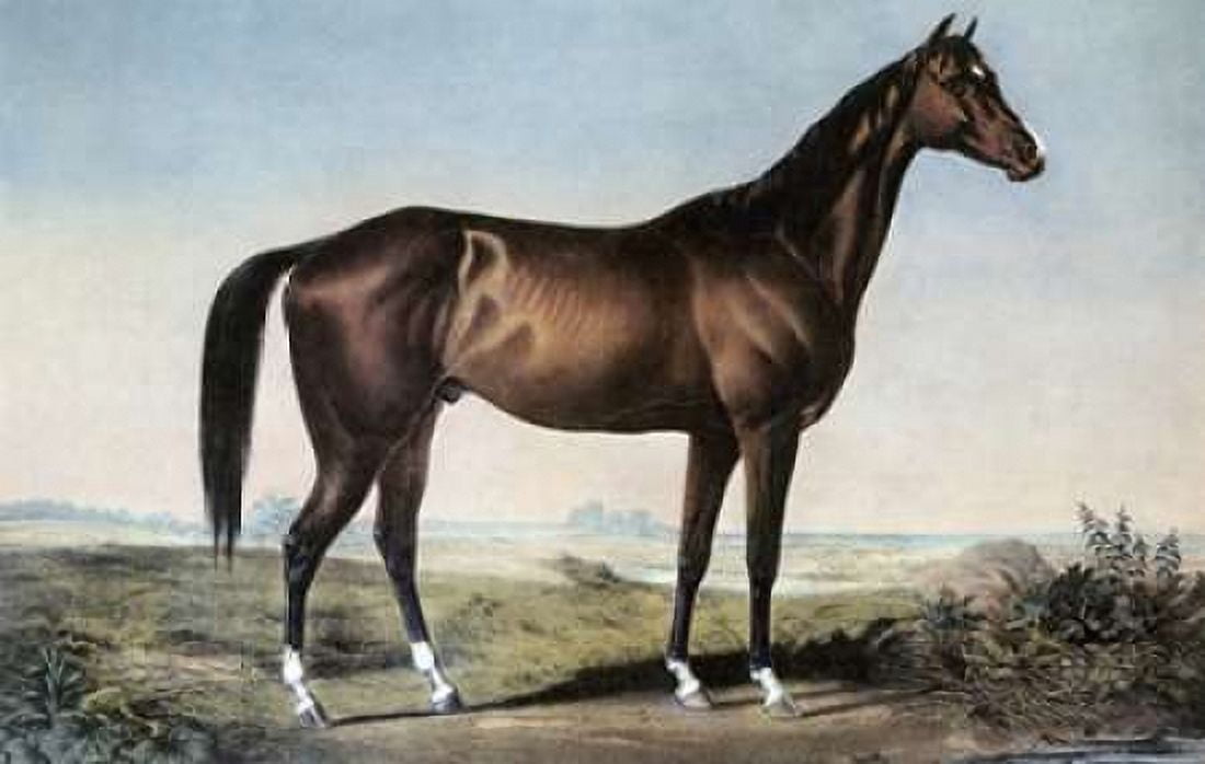 Celebrated Horse Lexington Canvas Art - Currier and Ives (12 x 18)