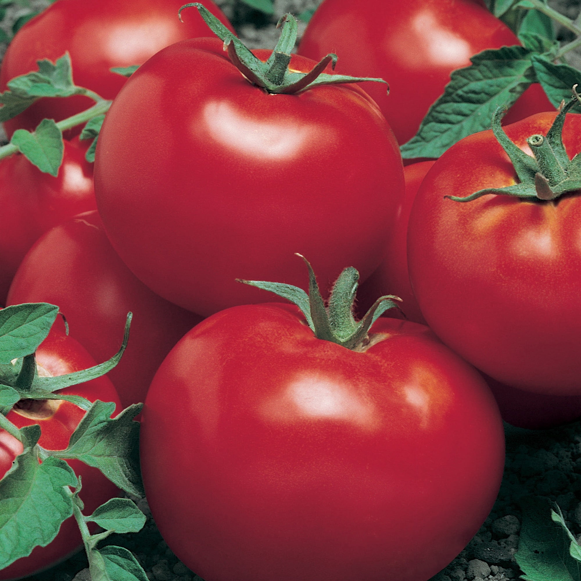 Celebration F1 Hybrid Tomato Seeds - 0.25 Oz ~1700 Seeds - Non-GMO, F1 Hybrid - Vegetable Garden - Lycopersicon esculentum
