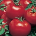 thumbnail image 1 of Celebration F1 Hybrid Tomato Seeds - 4 Oz ~27200 Seeds - Non-GMO, F1 Hybrid - Vegetable Garden - Lycopersicon esculentum, 1 of 1