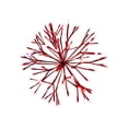 thumbnail image 1 of SPHERE LITE SHMR RED 16", 1 of 1