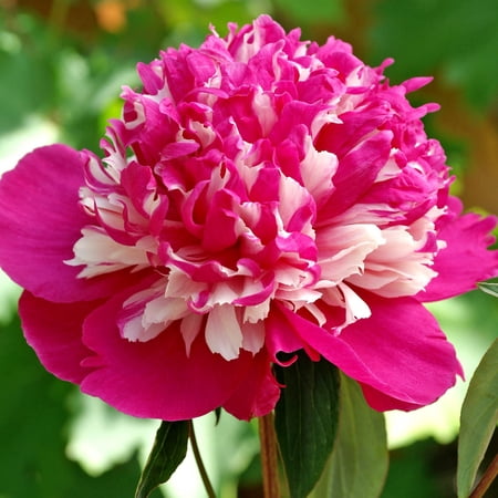 Celebrity Peony Dormant Bare Root Perennial Plant, 1-Pack