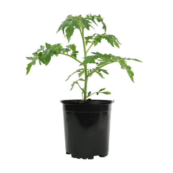 Celebrity Tomato Plant | Easy Garden Vegetable Start | 6in. Grow Pot; Full Sun | Altman Plants