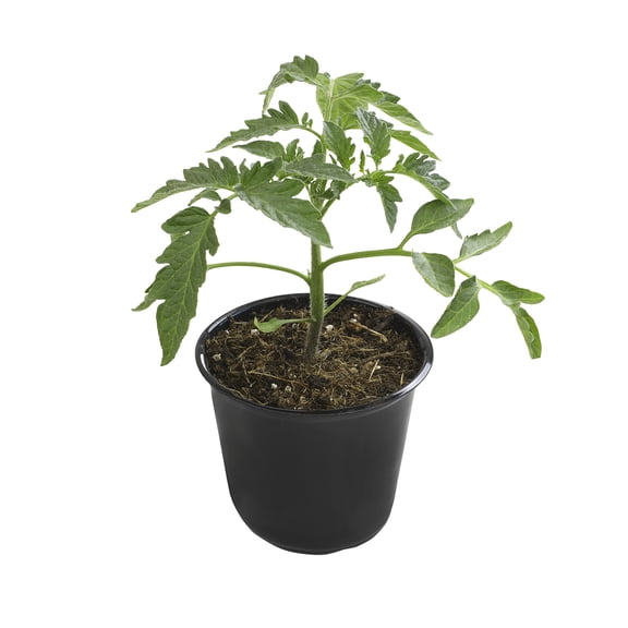 Celebrity Tomato Plants | 3 Vegetable Garden Starters in 4in. Grow Pots | Full Sun | Altman Plants