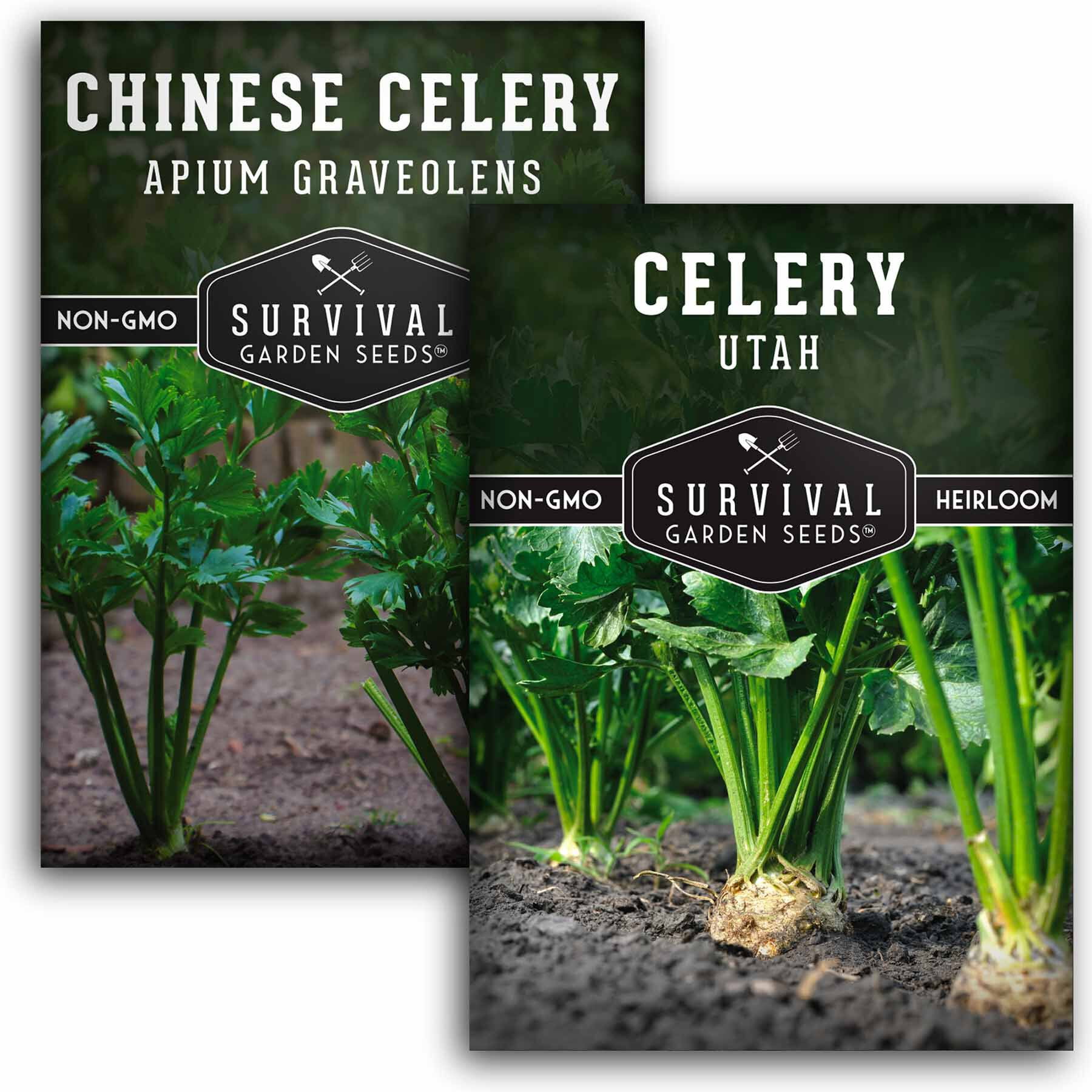 Celery Seed Growing Collection 2 Packs Utah & Chinese Celery Full