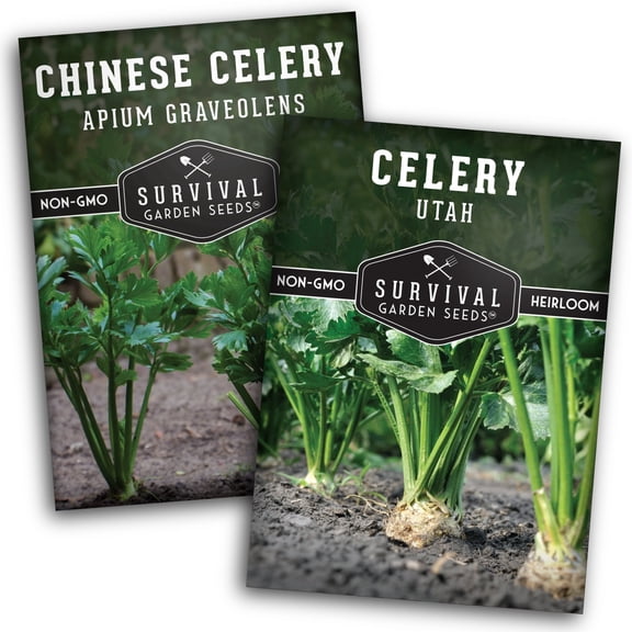 Celery Seeds 2 Pack Collection - Heirloom Full Sun Biennial Vegetables