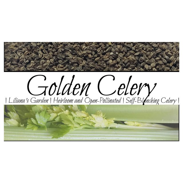 Celery Seeds “Golden” MMF7 SelfBlanching Celery with No Strings