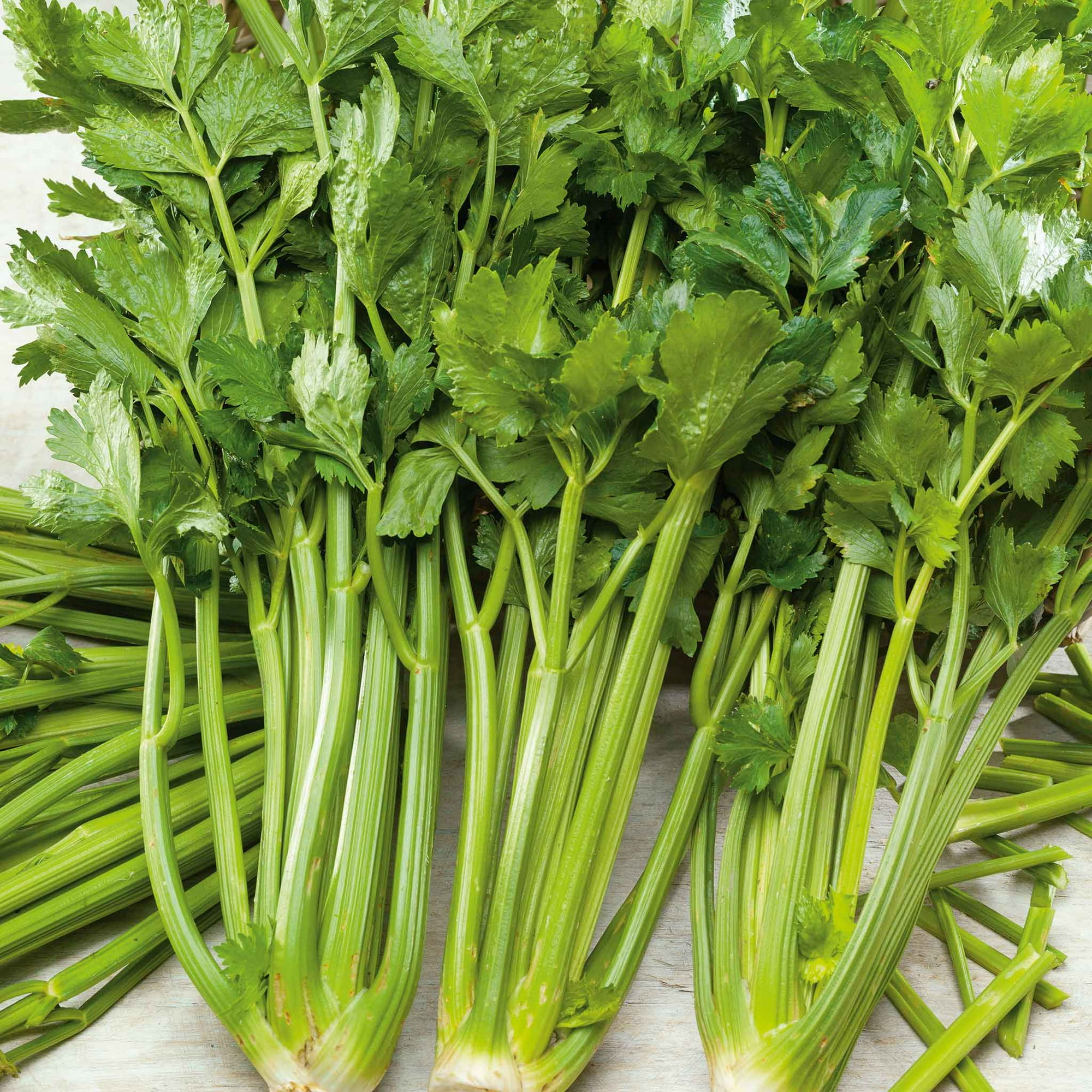 Eden Brothers Celery Seeds - Pascal