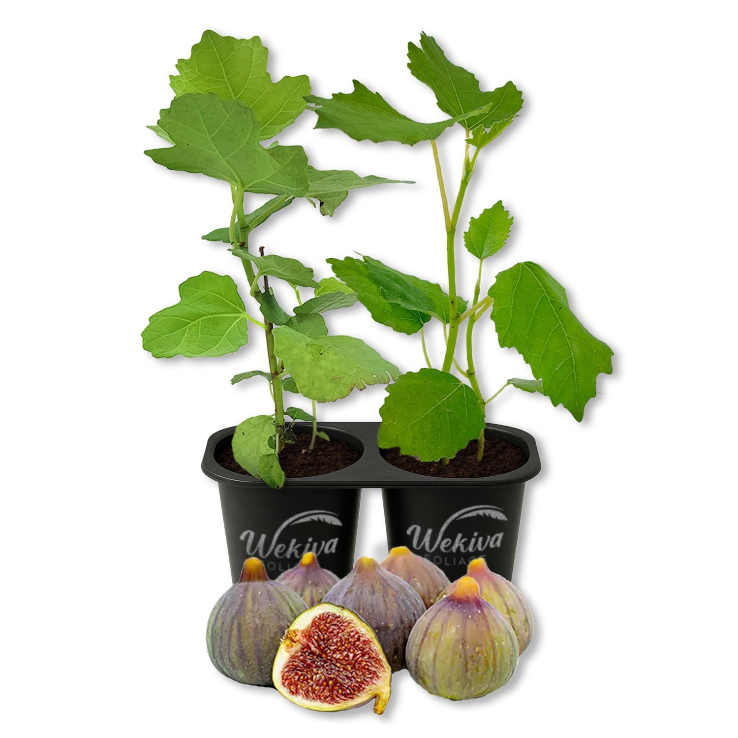 Celeste Fig Tree - 2 Live Starter Plants - Ficus Carica - Edible Fruit Tree for The Patio and Garden