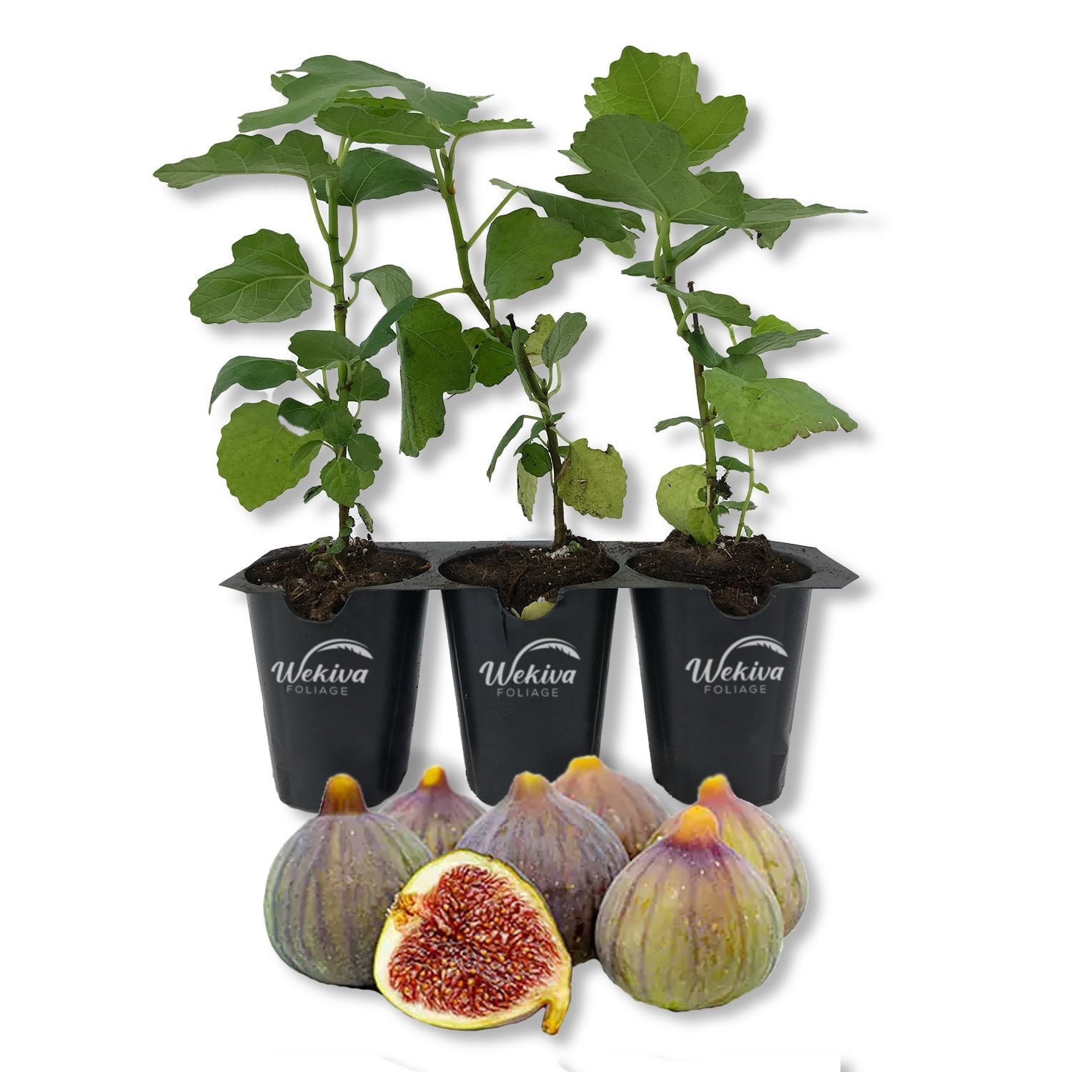 Celeste Fig Tree - 3 Live Tissue Culture Starter Plants - Ficus Carica - Edible Fruit Tree for The Patio and Garden