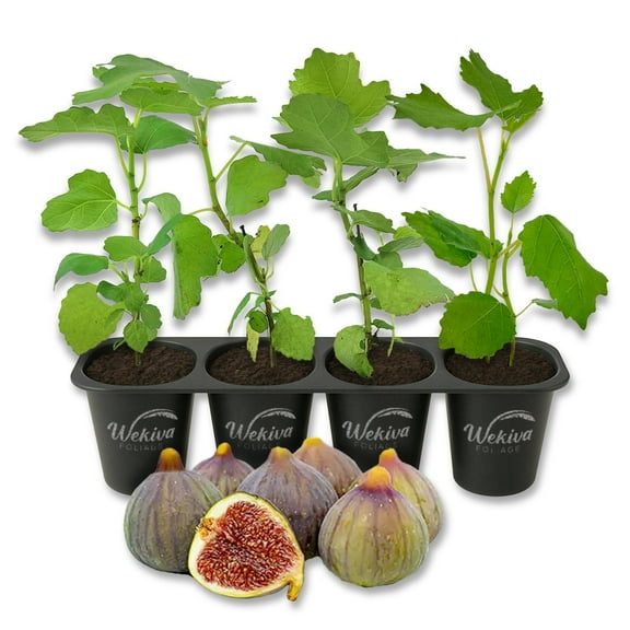 Celeste Fig Tree - 4 Live Starter Plants - Ficus Carica - Edible Fruit Tree for The Patio and Garden