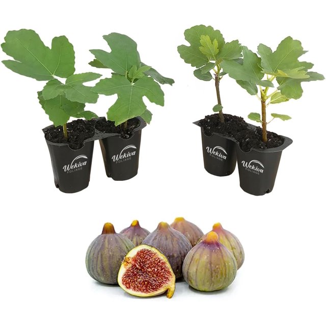 Celeste Fig Tree 4 Live Starter Plants in 2 Inch Grower's Pot Ficus