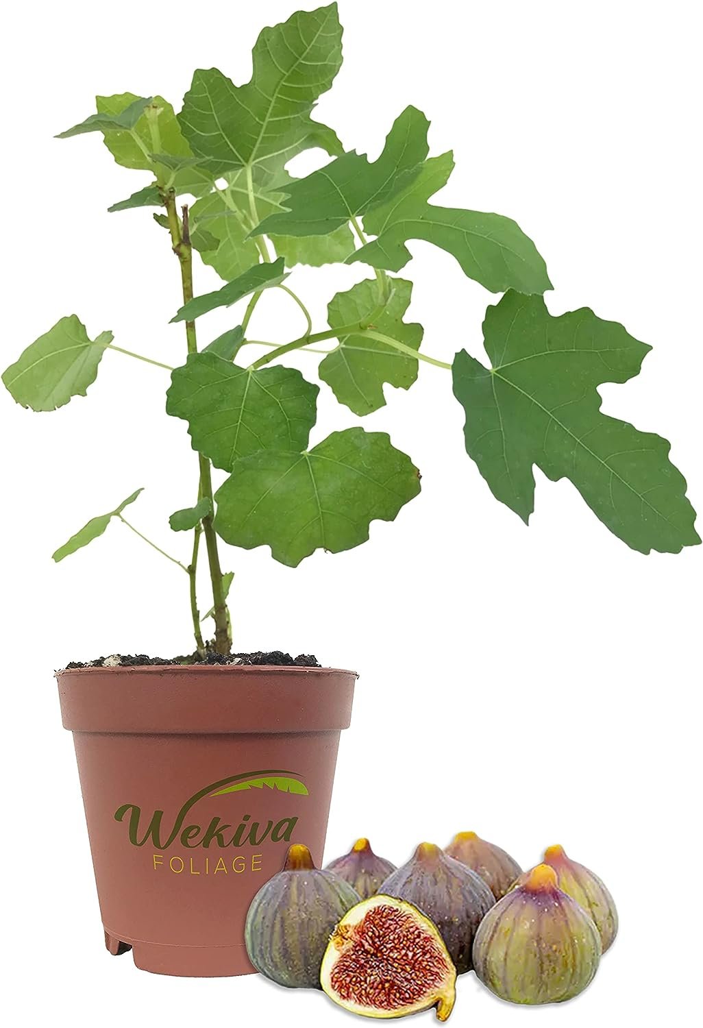 Celeste Fig Tree Live Plant in a 2 Inch Pot Ficus Carica Edible