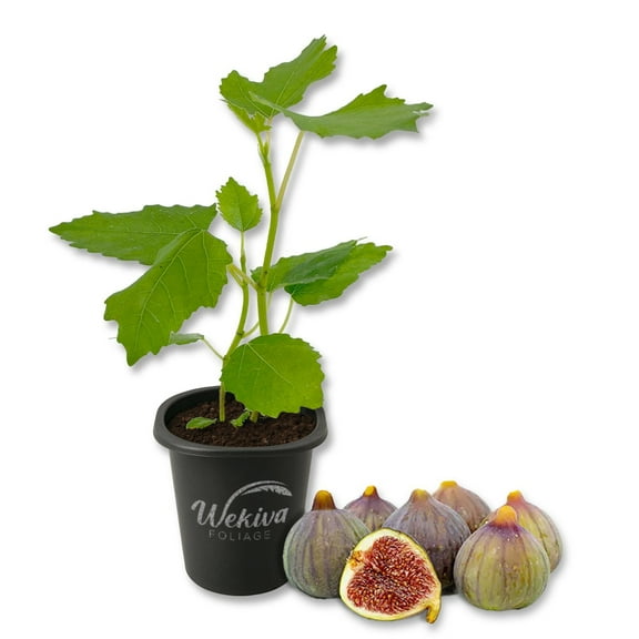 Celeste Fig Tree - 1 Live Starter Plant - Ficus Carica - Edible Fruit Tree for The Patio and Garden