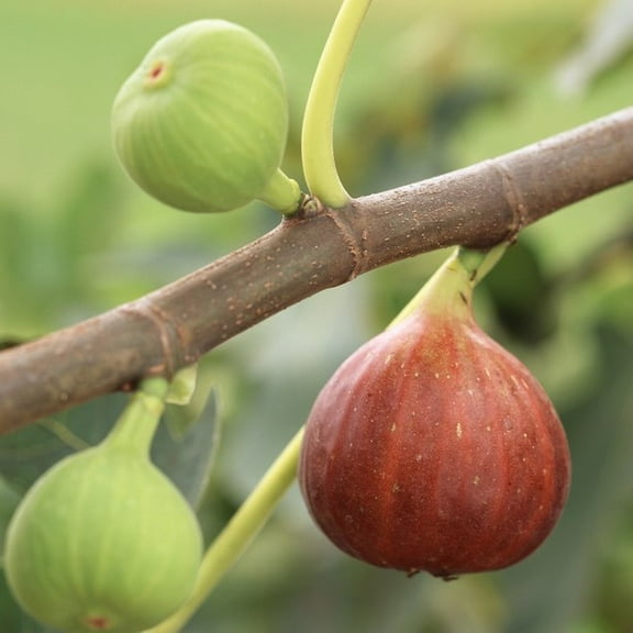 Celeste Fig ( ficus carica ) - Live Plant - ( 1 QT )