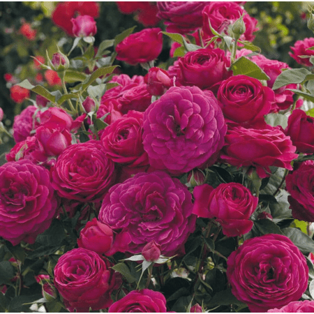 Celestial Nights Rose Plant Live, Heirloom Roses Floribunda Rose Plant, Purple Rose Bush, 4 to 6 Inch Tall, Ship No Pot