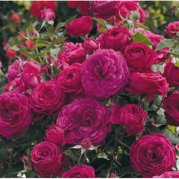 Floribuna Roses Floribunda Rose