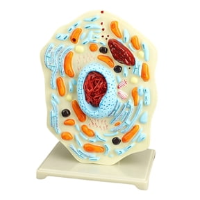 Cell Anatomy Model Biology Science Models Learning Aid Cell Model Teaching Tool for Classroom Display