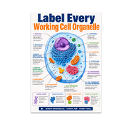 Cell Diagram Design - Biology Student - 13x19 Poster Print