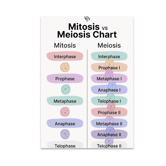 Cell Division Infographic - Science Enthusiast - 13x19 Poster Print