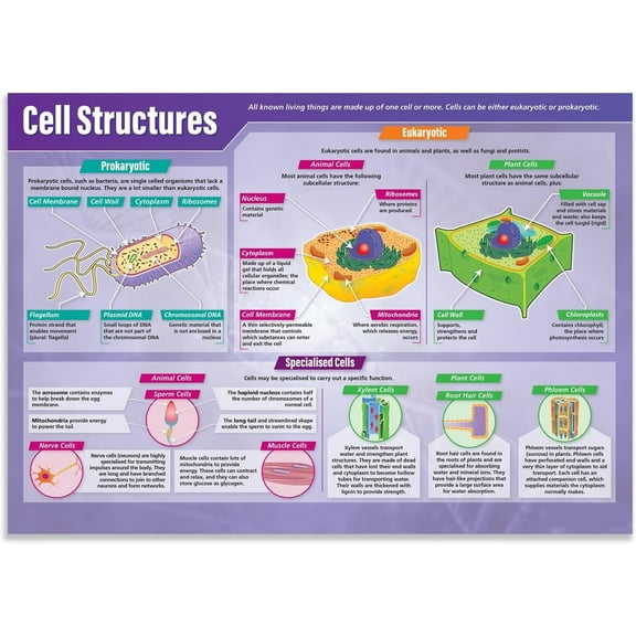 Cell Structures Science Classroom Poster STEM Middle & High School Class Decoration
