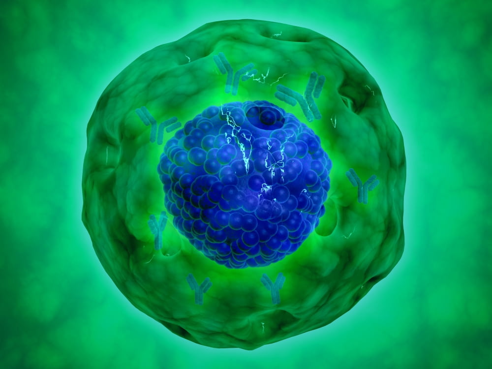 Cell nucleus with chromosome Canvas Art - Stocktrek Images (17 x 13)