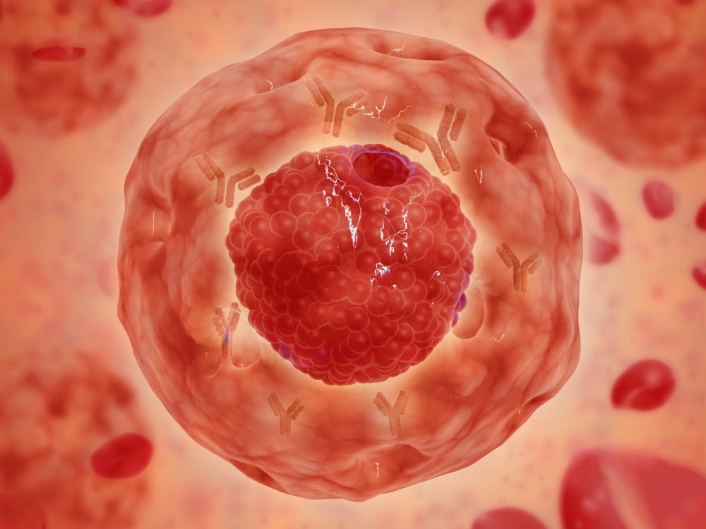 Cell nucleus with chromosome Canvas Art - Stocktrek Images (17 x 13)