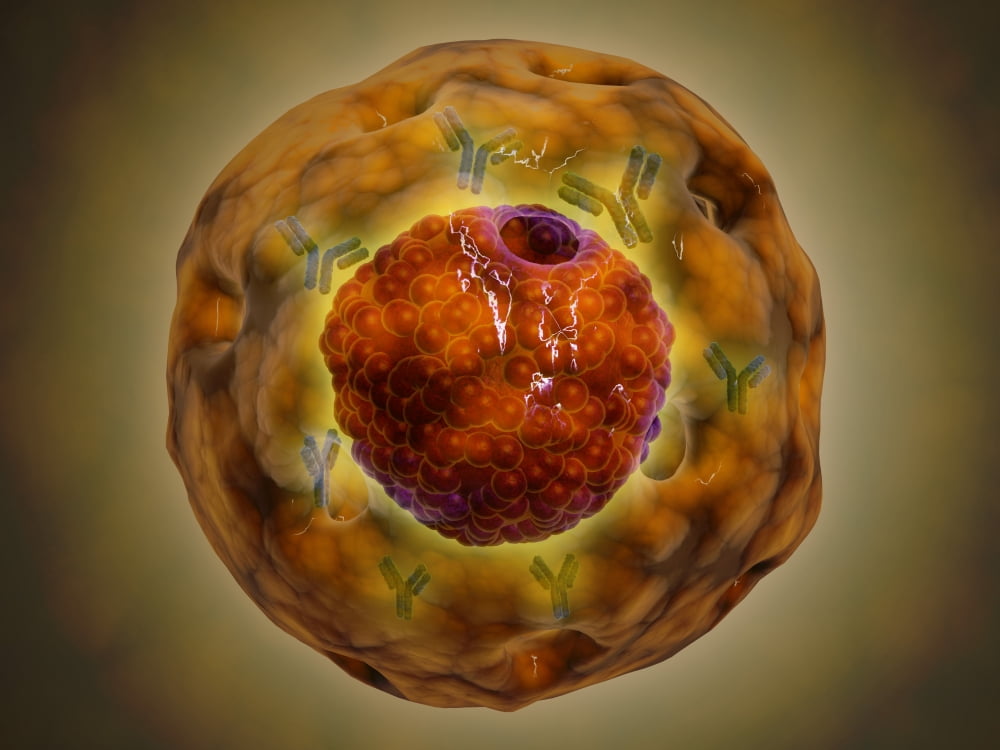 Cell nucleus with chromosome Canvas Art - Stocktrek Images (33 x 25)