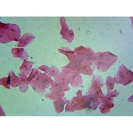 Cellular Nucleus, from Animal Cells; Section by Go Science Crazy