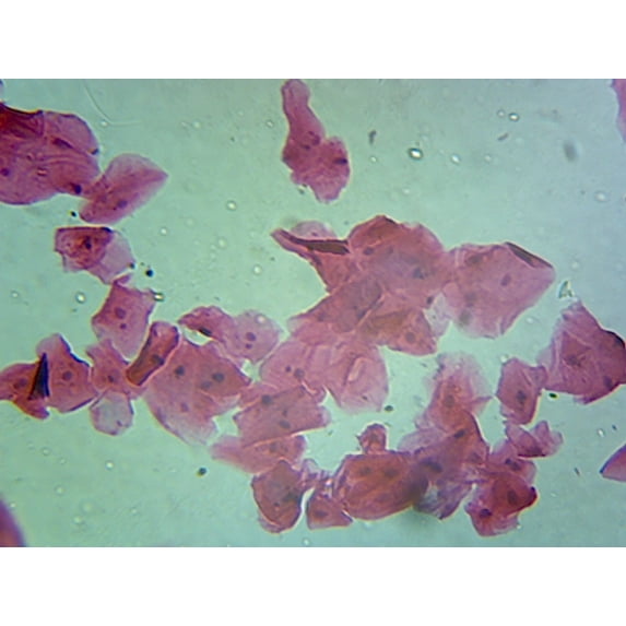 Cellular Nucleus, from Animal Cells; Section by Go Science Crazy