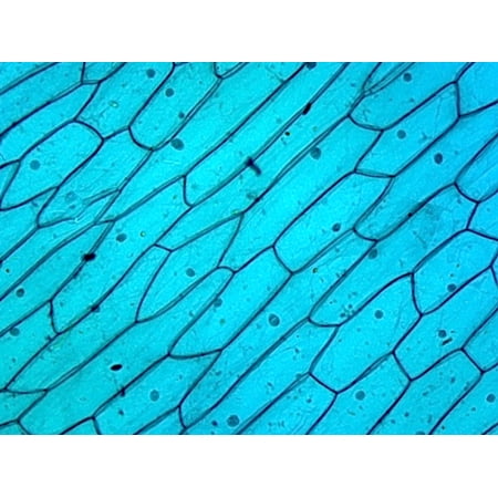 Cellular Nucleus, from Plant Cells; Section by Go Science Crazy