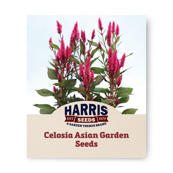 Harris Seed - Celosia Asian Garden Seeds - Bright Pink Spikes, Heat-Tolerant - 50 Seeds