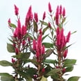thumbnail image 1 of Celosia Asian Garden Seed, 1 of 1
