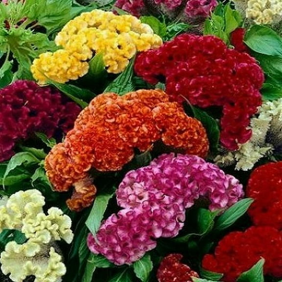 Celosia CRISTATA Mix 500 Seeds - Mother Nature's Seeds - Wildflower Seeds - Flower Seeds for Planting - Non-GMO