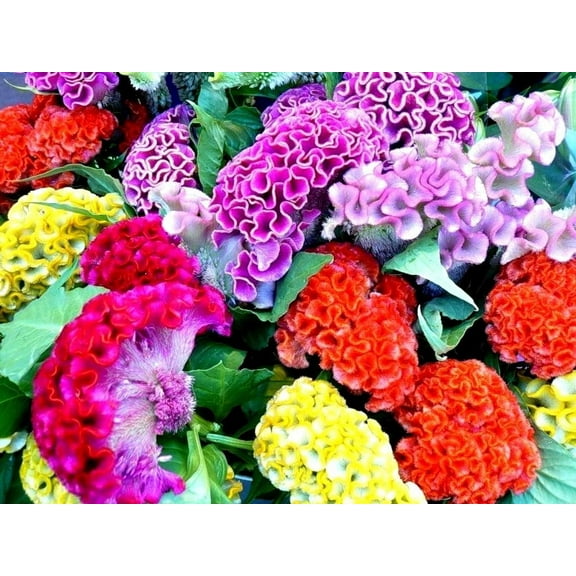 Celosia Cristata Cockscomb Seed Mix 200+ MVR1Seeds Woolflowers Mixed Colors Exotic Flowers Garden