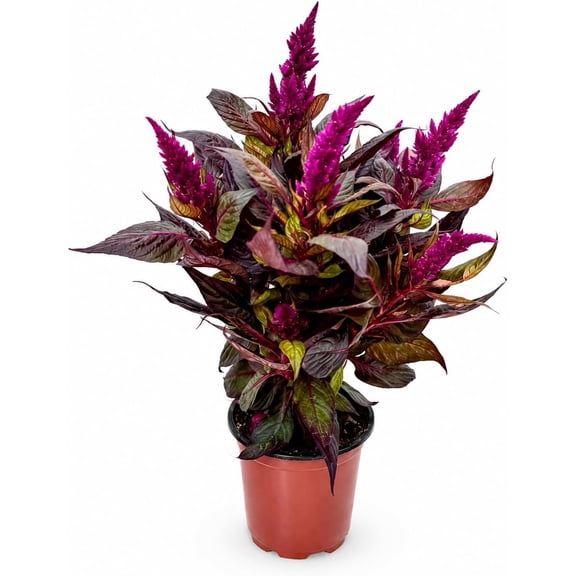 Celosia Live Plant in 4 Inch Pot, Purple Flowering Plant, Bright Blooming Accent, Cockscomb Flower for Bright Indoor or Outdoor Spaces