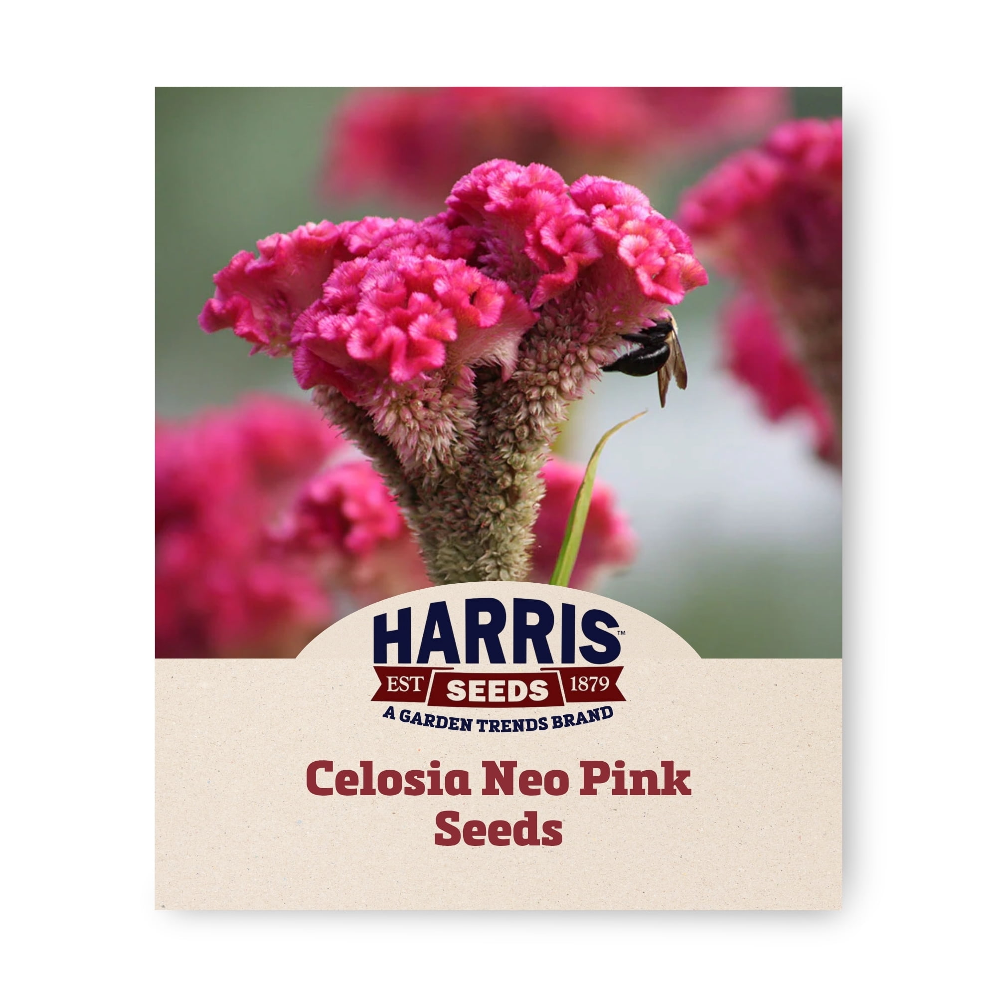Harris Seeds Neo Pink Celosia Seeds, Bright Pink Blooms with Dark Stems for Cut Flower Gardens, Pelleted, 100 Count