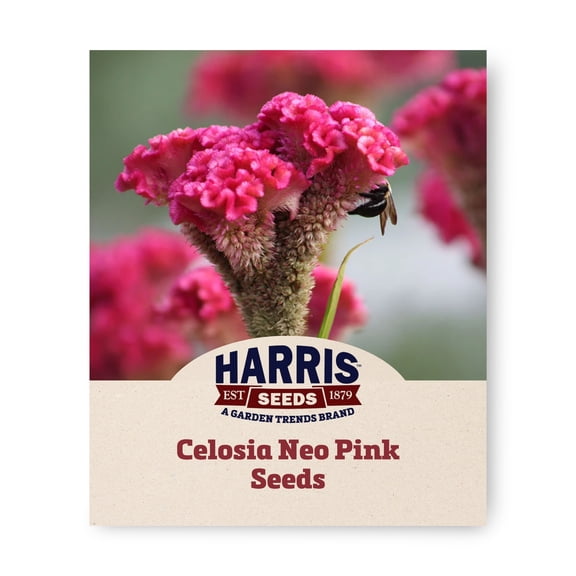 Harris Seeds Neo Pink Celosia Seeds, Bright Pink Blooms with Dark Stems for Cut Flower Gardens, Pelleted, 100 Count