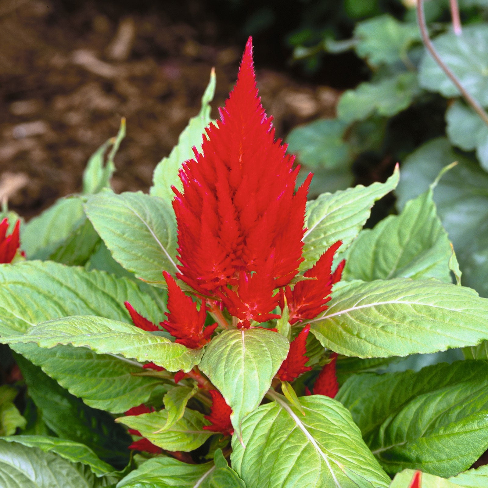 Butterfly Garden Decorations and Red Celosia Flowers Stock Photo