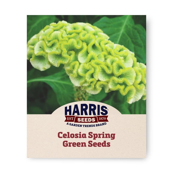 Harris Seeds Spring Green Celosia Flower Seed for Cut Bouquets and Dried Arrangements, 100 Count