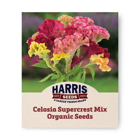 Harris Seeds - Celosia Supercrest Mix Organic Seeds - Fan Shaped Flowers - 1,000 Seeds