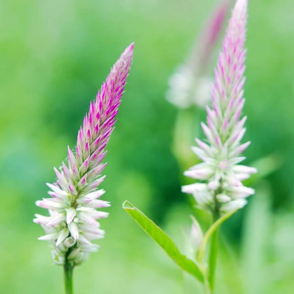 Celosia spicata Feather (Pink to White) ~500 Seeds – Wheat-Type Celosia – Cut Flower Variety – 18–26" Tall – Pink to White Plumes – Heirloom, Non-GMO – Annual – Drought Tolerant