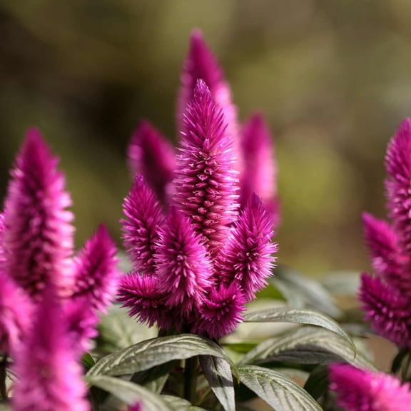 Celosia spicata Purple ~50 Seeds – Wheat-Type Celosia – Cut Flower Variety – 18–26" Tall – Pink to White Plumes – Heirloom, Non-GMO – Annual – Drought Tolerant