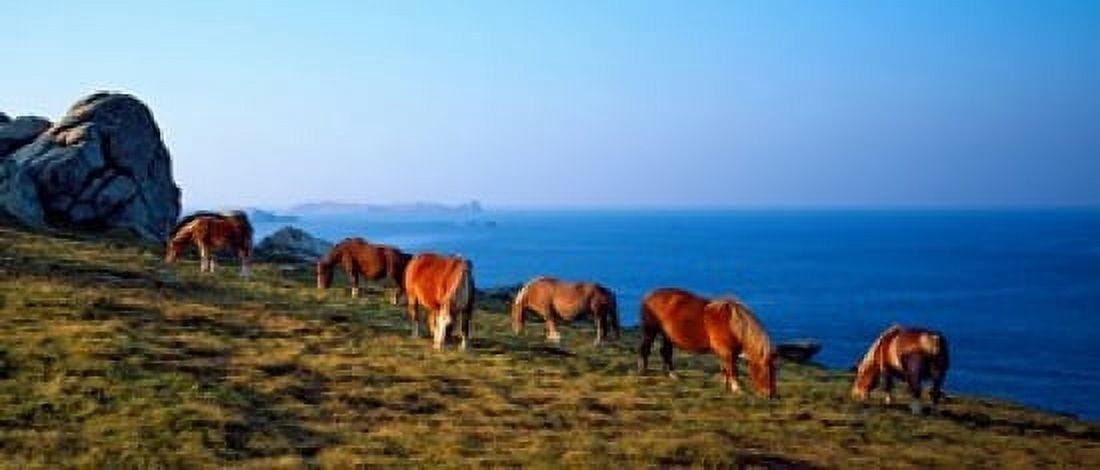 Celtic horses grazing at a coast Finistere Brittany France Canvas Art - Panoramic Images (30 x 13)