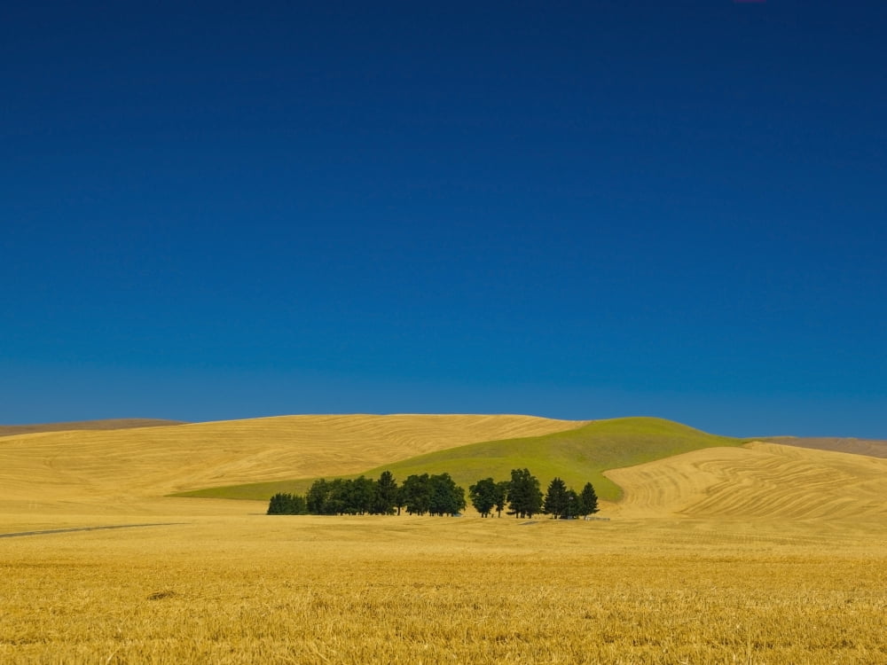 Cemetery with trees in a wheat fieldWashington united states of america Canvas Art - Richard Desmarais Design Pics (17 x 13)