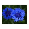 thumbnail image 1 of Centaurea Bachelors Button Blue Boy Nice Garden Flower by Seed Kingdom Bulk 1 Lb Seeds, 1 of 1