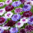 thumbnail image 1 of Centaurea Cyanus Magic Mix Cornflower Bachelor Button Garden Flower Seed Mix - 500 Seeds, 1 of 2